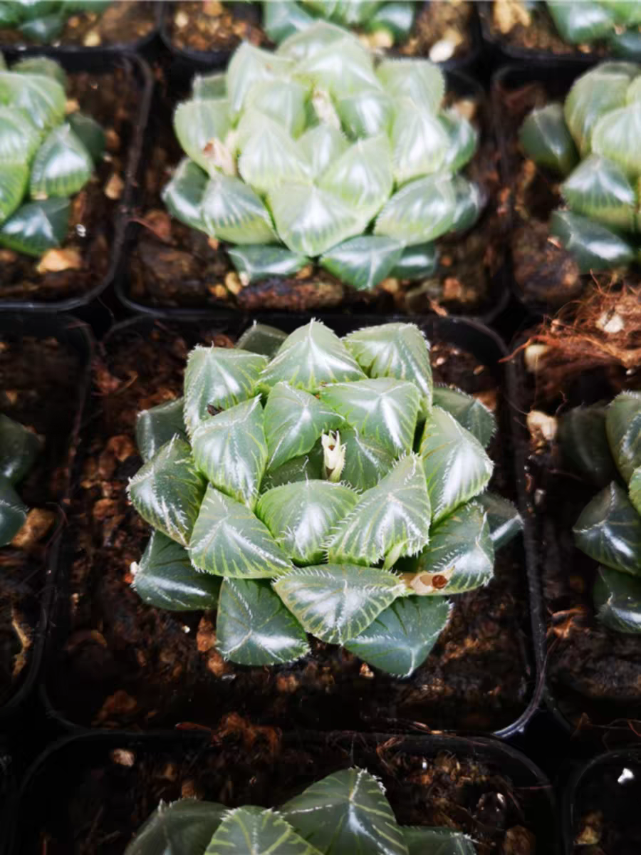 bjbm16.Haworthia Cooperi, Blue Lens 4-5cm/ Haworthia/ Succulent plants / Garden landscape / Carefully select healthy plants