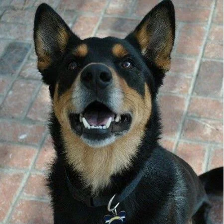 Original pet photo