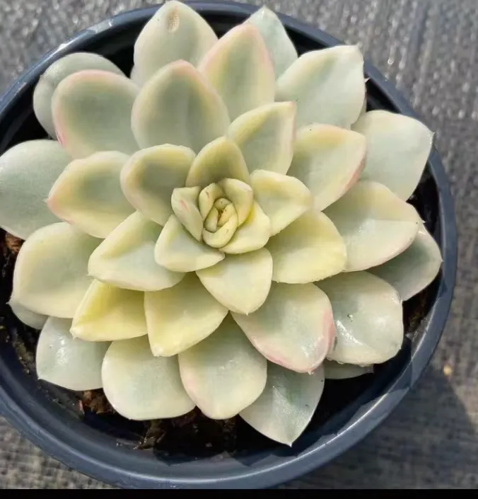 plant Aeonium Echeveria Haworthia  Caudex  Lithops Cactus  Agave 