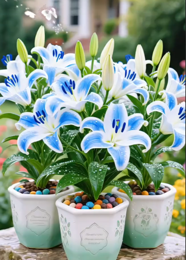 Double-petaled bicolor fragrant lily Bulbs—Fresh and Sweet