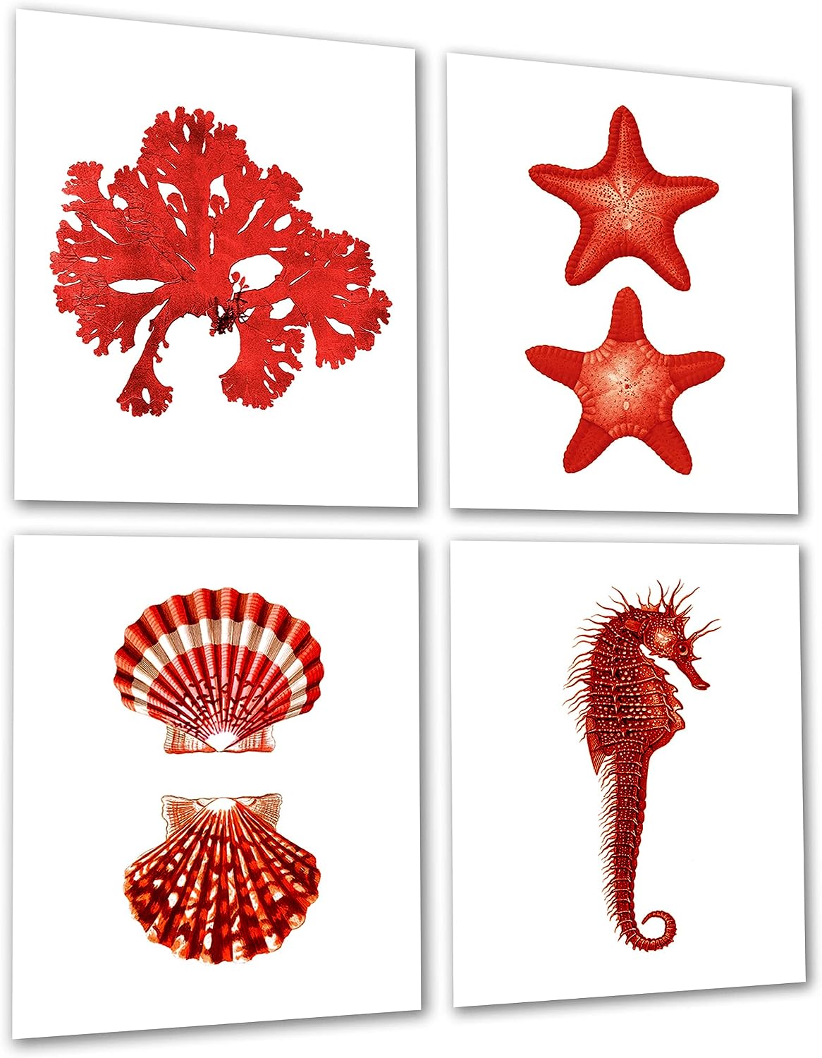 Gnosis Picture Archive Red Wall Decor Beach Themed Set of 4 Unframed Art Prints Seashells Seahorse Seaweed Starfish Prints
