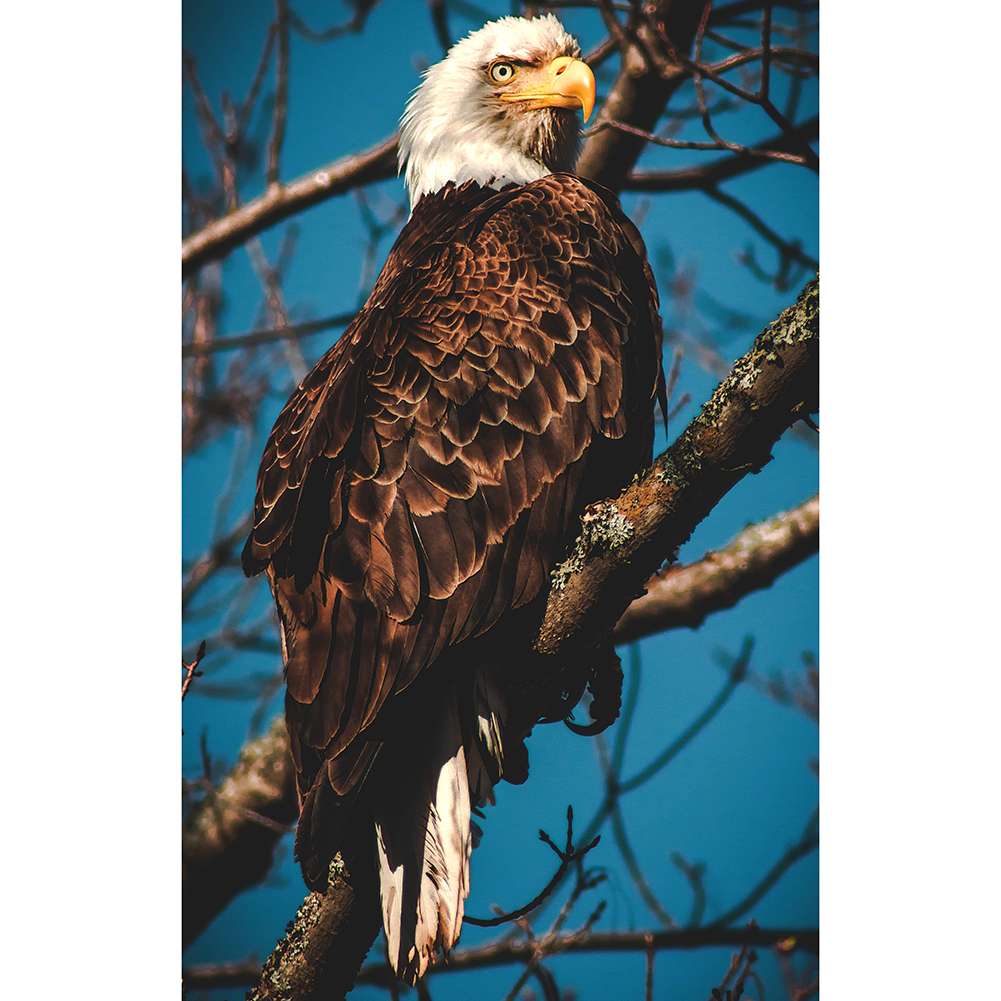

Eagle - 1000 Pieces Jigsaw Puzzle, 501 Original