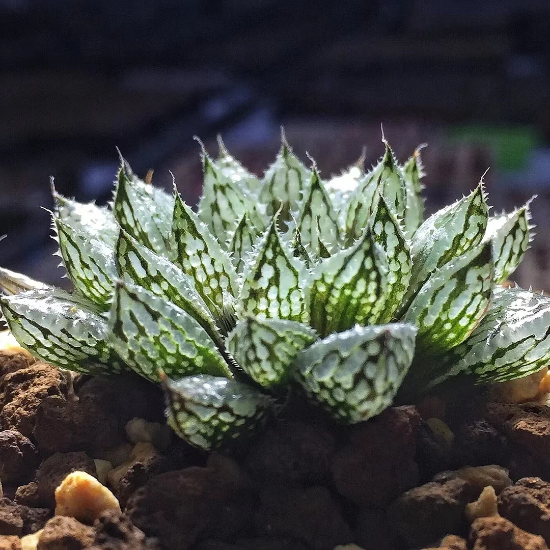 plant Aeonium Echeveria Haworthia  Caudex  Lithops Cactus  Agave 