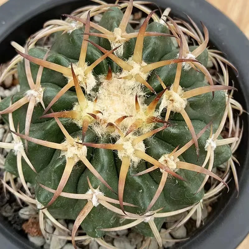 plant Aeonium Echeveria Haworthia  Caudex  Lithops Cactus  Agave 