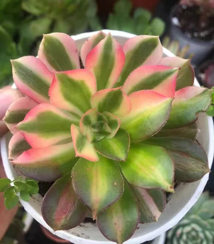 plant Aeonium Echeveria Haworthia  Caudex  Lithops Cactus  Agave 