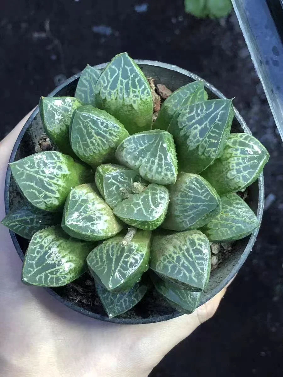 cy32.Haworthia Karakusa 5-6cm/ Haworthia/ Succulent plants / Garden landscape / Carefully select healthy plants
