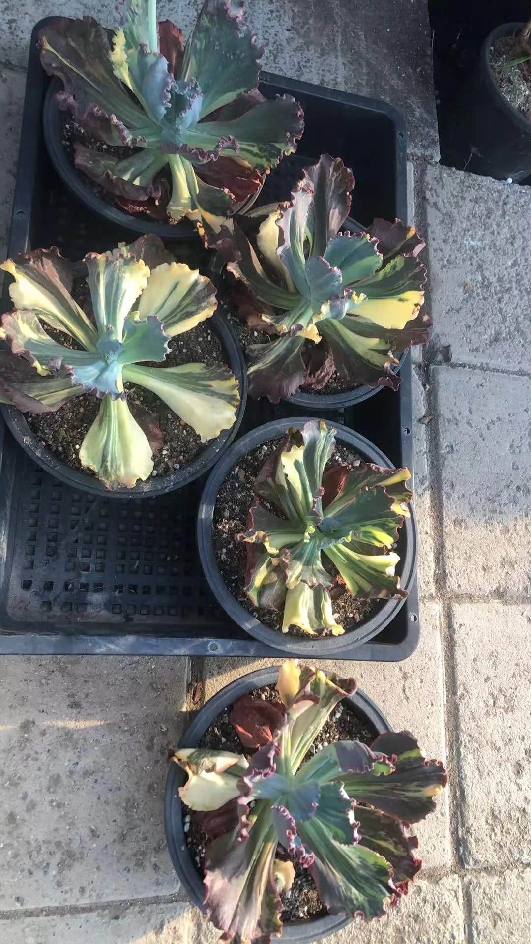 plant Aeonium Echeveria Haworthia  Caudex  Lithops Cactus  Agave 