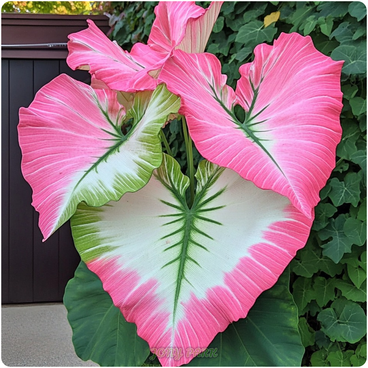”Gardeners at Heart“ Bicolor Giant Caladium Jonyparkseed®