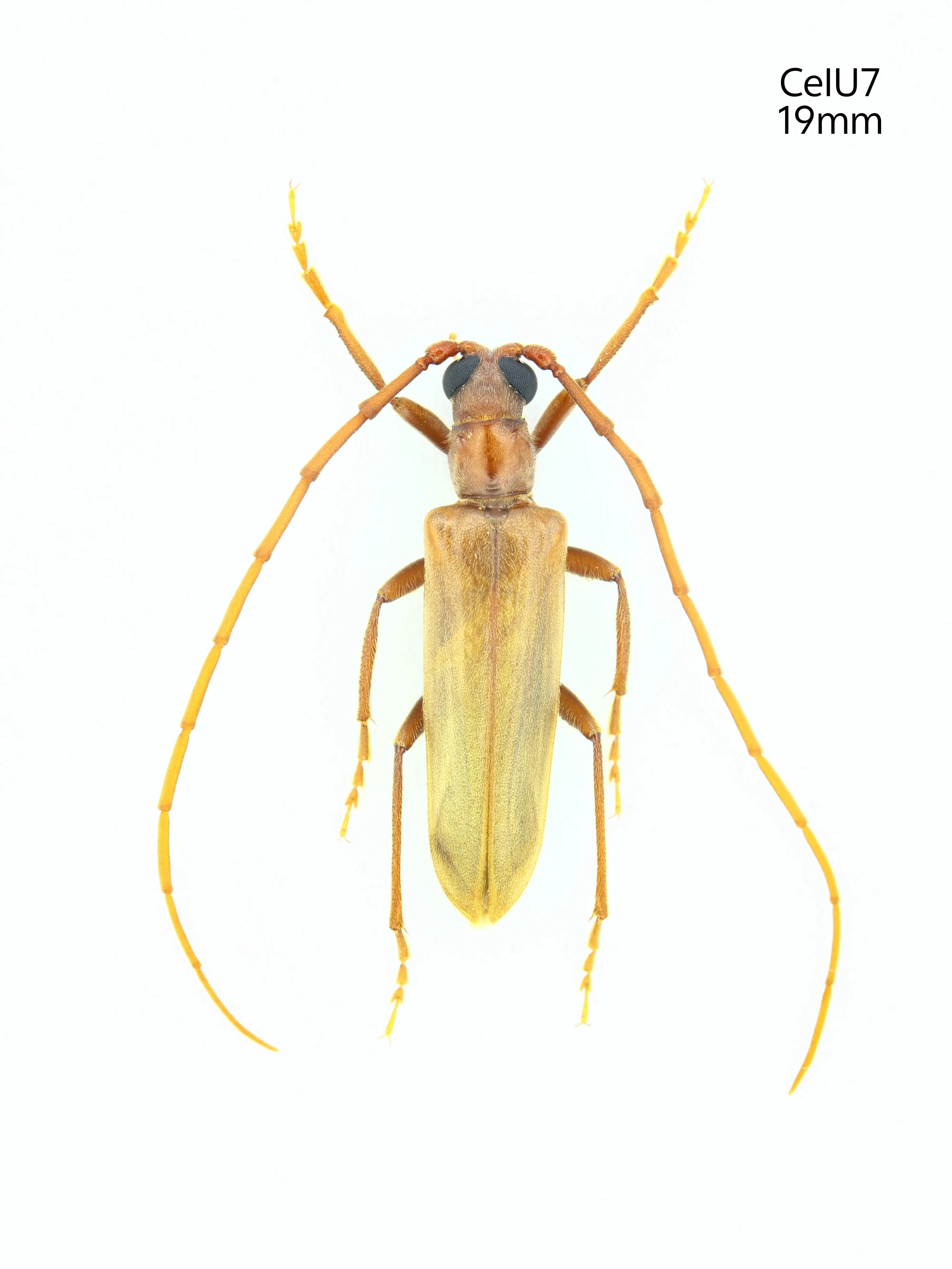 Vesper Insect CeIU7 Cerambycidae Vesperidae Mantitheus sp Henan Zhengzhou
