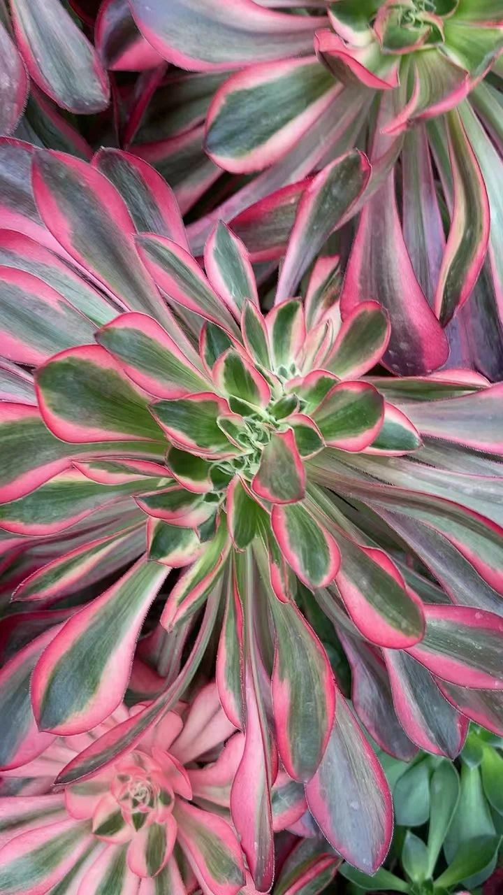 plant Aeonium Echeveria Haworthia  Caudex  Lithops Cactus  Agave 