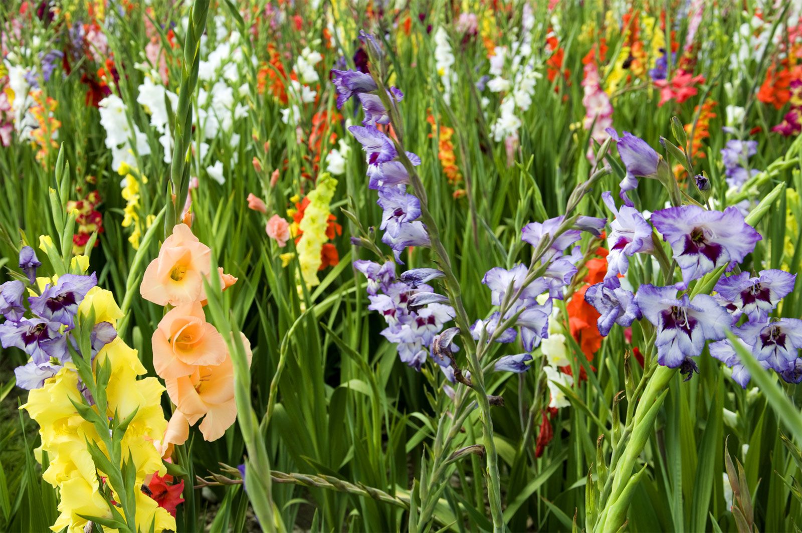 Gladiolus | Description. Species. & Facts | Britannica