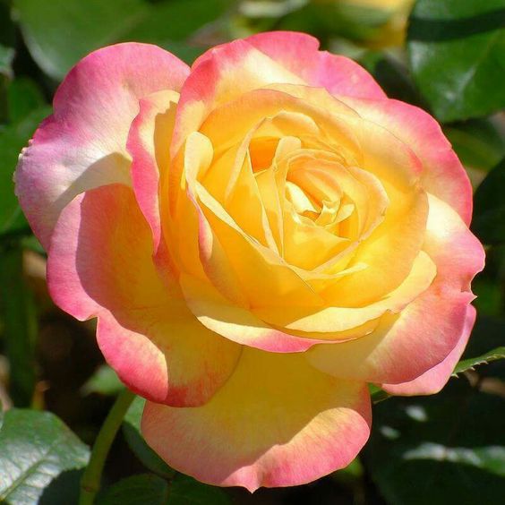 🌙Rosa chinensis - 'Peace' Jonyparkseed®