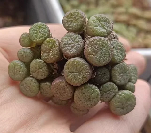 plant Aeonium Echeveria Haworthia  Caudex  Lithops Cactus  Agave 