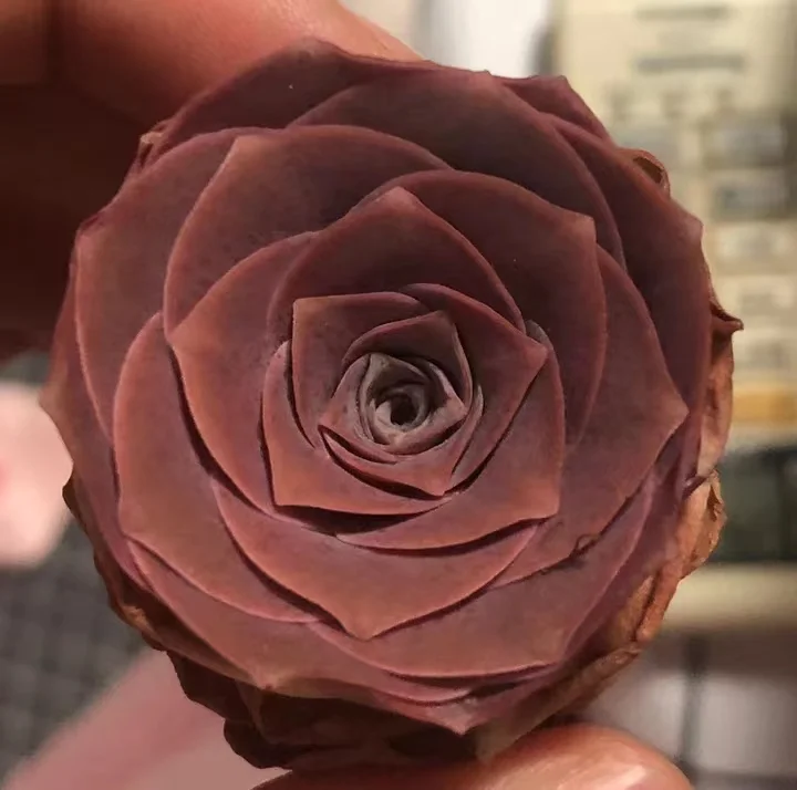 plant Aeonium Echeveria Haworthia  Caudex  Lithops Cactus  Agave 