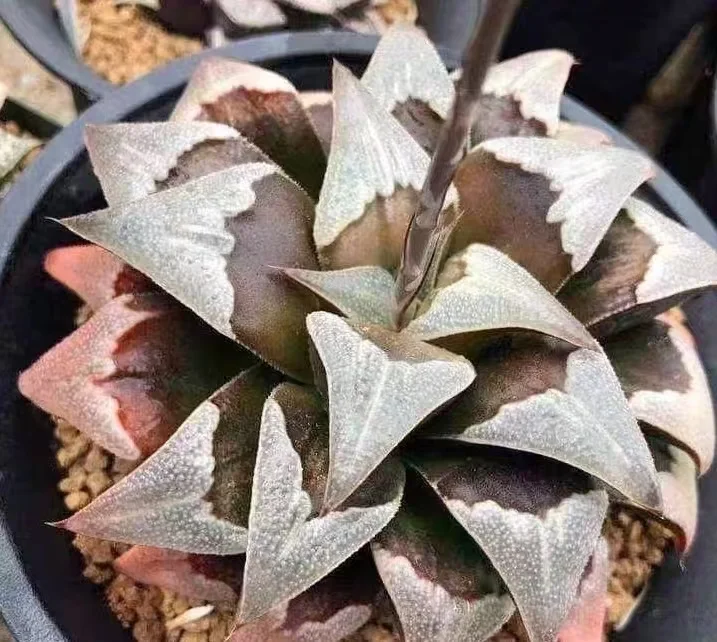 888.   Boomerang  4-5cm / Haworthia/ Succulent plants / Garden landscape / Carefully select healthy plants