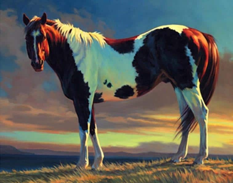 

Brown and White Horse – Paint By Numbers - 40*50CM, 501 Original