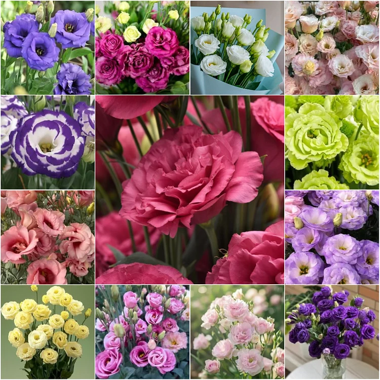 Rare Mixed Color Lisianthus (Eustoma) Seeds