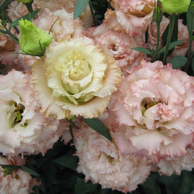 Gallery Flowers – Seven Stars Flowers & Farm