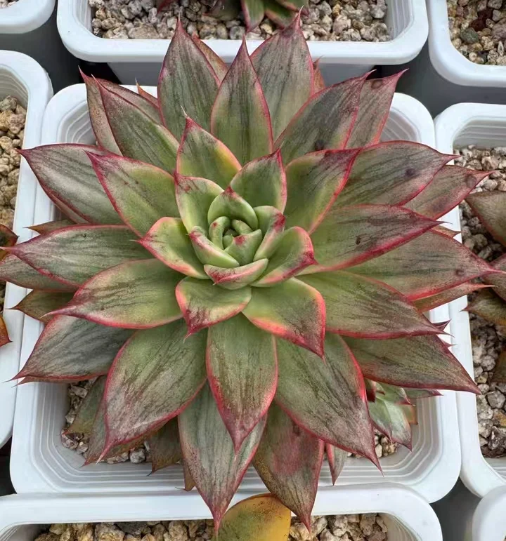 plant Aeonium Echeveria Haworthia  Caudex  Lithops Cactus  Agave 