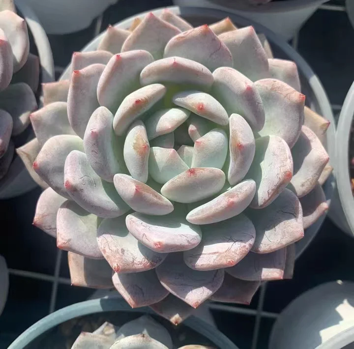 plant Aeonium Echeveria Haworthia  Caudex  Lithops Cactus  Agave 