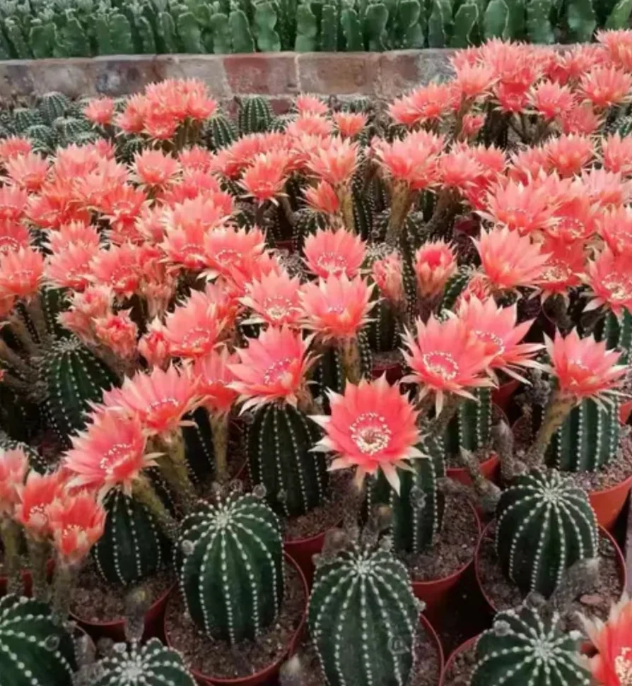 plant Aeonium Echeveria Haworthia  Caudex  Lithops Cactus  Agave 