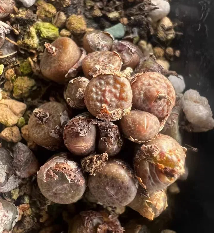 plant Aeonium Echeveria Haworthia  Caudex  Lithops Cactus  Agave 