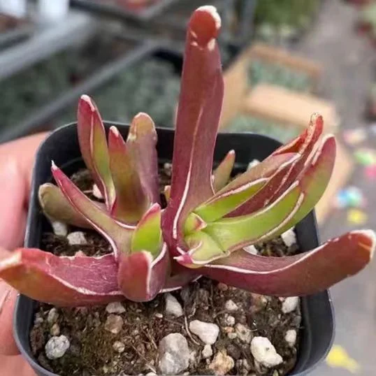 plant Aeonium Echeveria Haworthia  Caudex  Lithops Cactus  Agave 