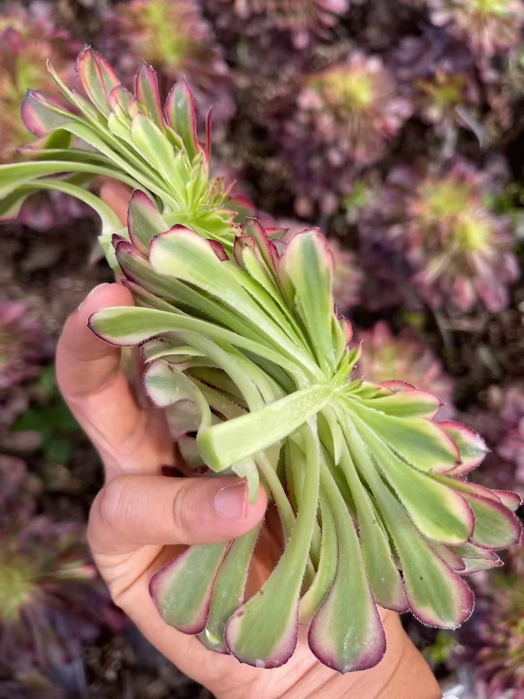 plant Aeonium Echeveria Haworthia  Caudex  Lithops Cactus  Agave 