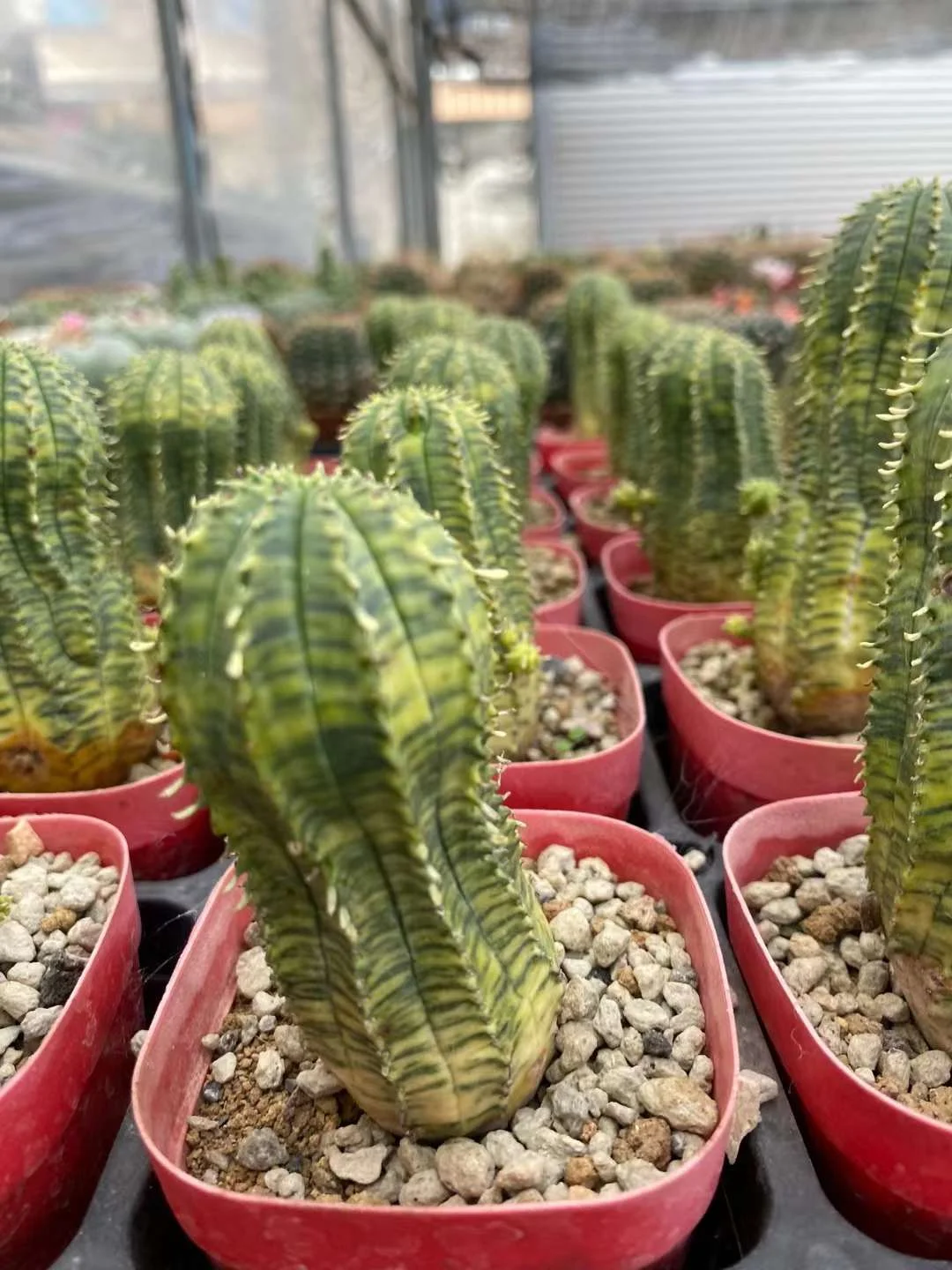 plant Aeonium Echeveria Haworthia  Caudex  Lithops Cactus  Agave 