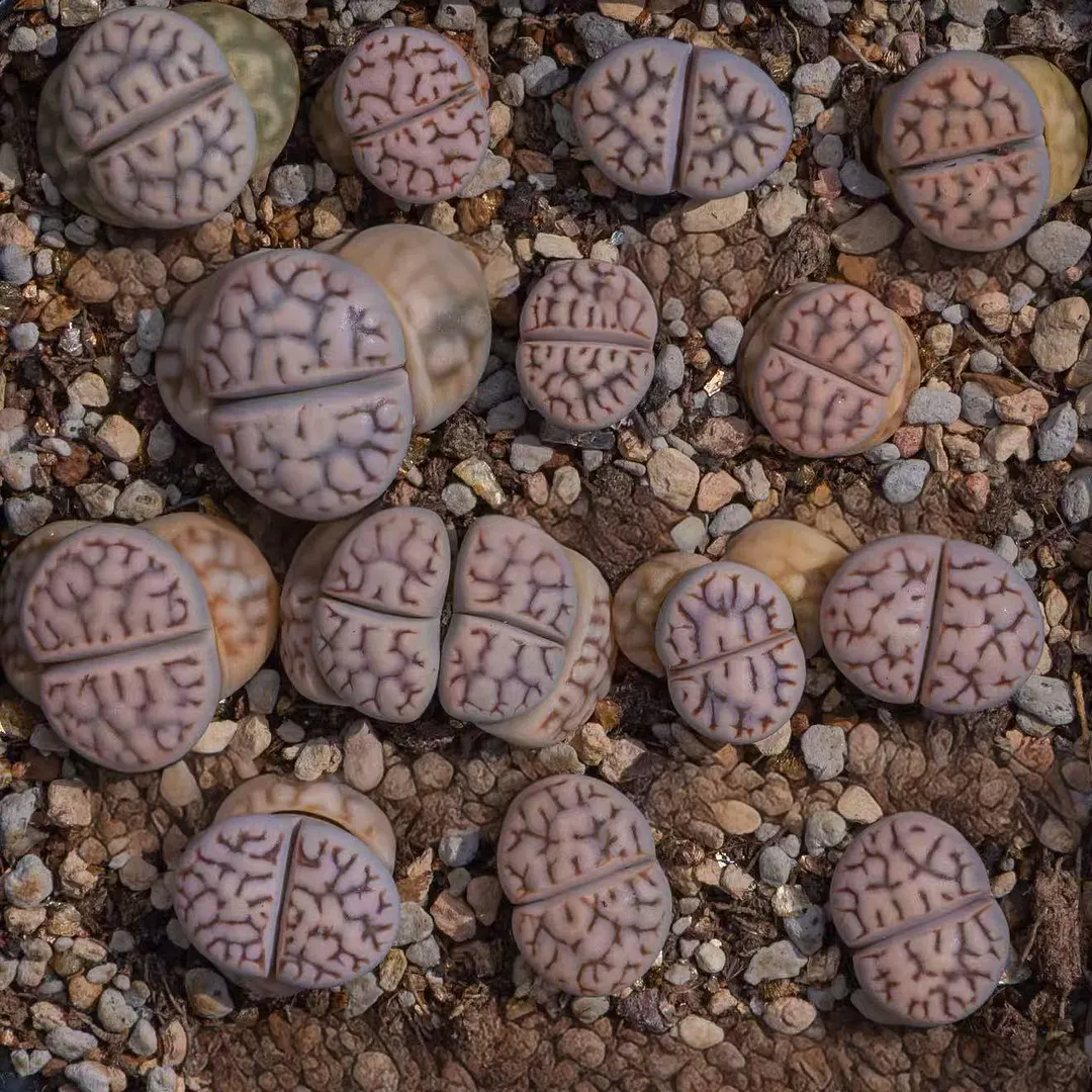 plant Aeonium Echeveria Haworthia  Caudex  Lithops Cactus  Agave 