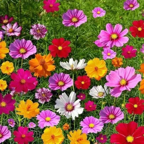 🔥Last day clearance💝Premium Cold-Hardy Mixed Perennial Flower Seeds - Selected 40+ Fall Planting Mix