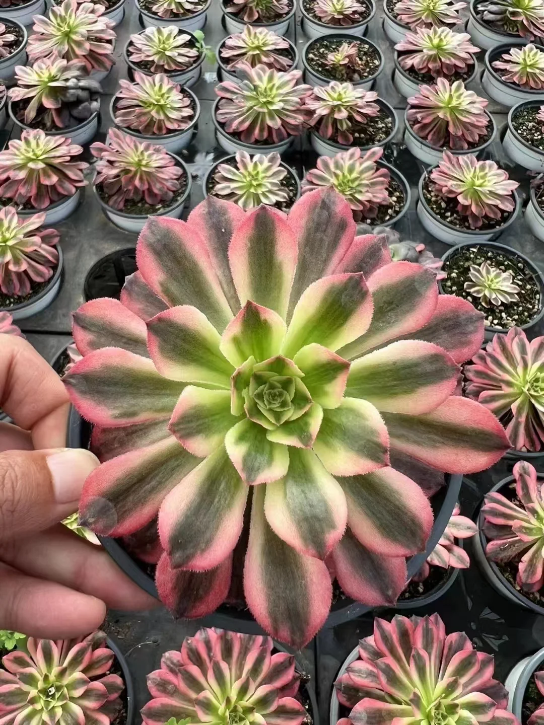 plant Aeonium Echeveria Haworthia  Caudex  Lithops Cactus  Agave 