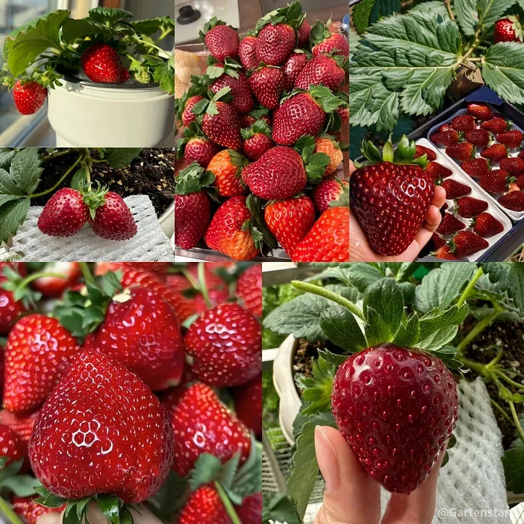 Last Day Promotion 60% OFF🍓Black Pearl Strawberry Seeds(98% Germination)⚡Buy 2 Get Free Shipping