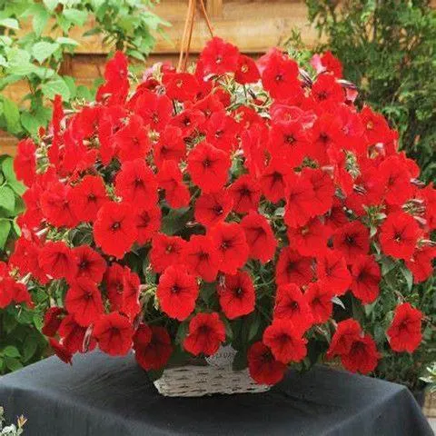 Multi-Colored  Petunia-Chilean Morning Glory Seeds