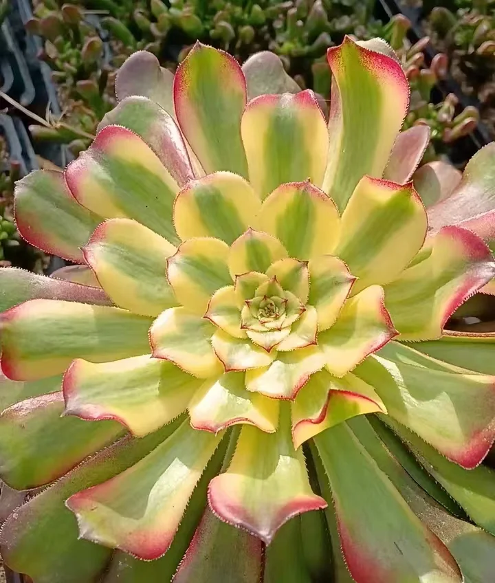 plant Aeonium Echeveria Haworthia  Caudex  Lithops Cactus  Agave 