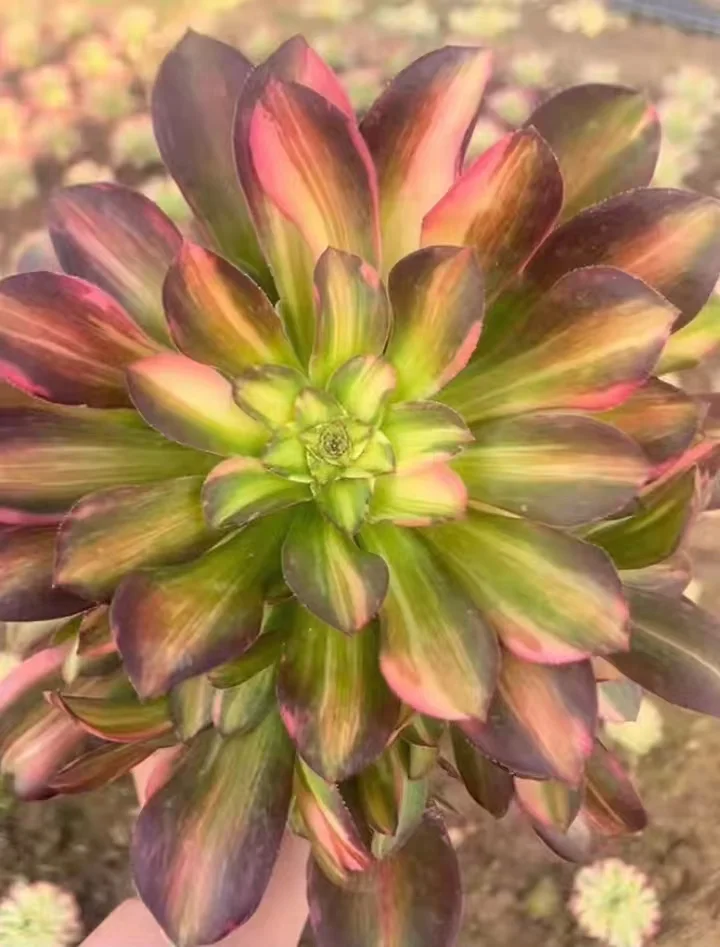 plant Aeonium Echeveria Haworthia  Caudex  Lithops Cactus  Agave 