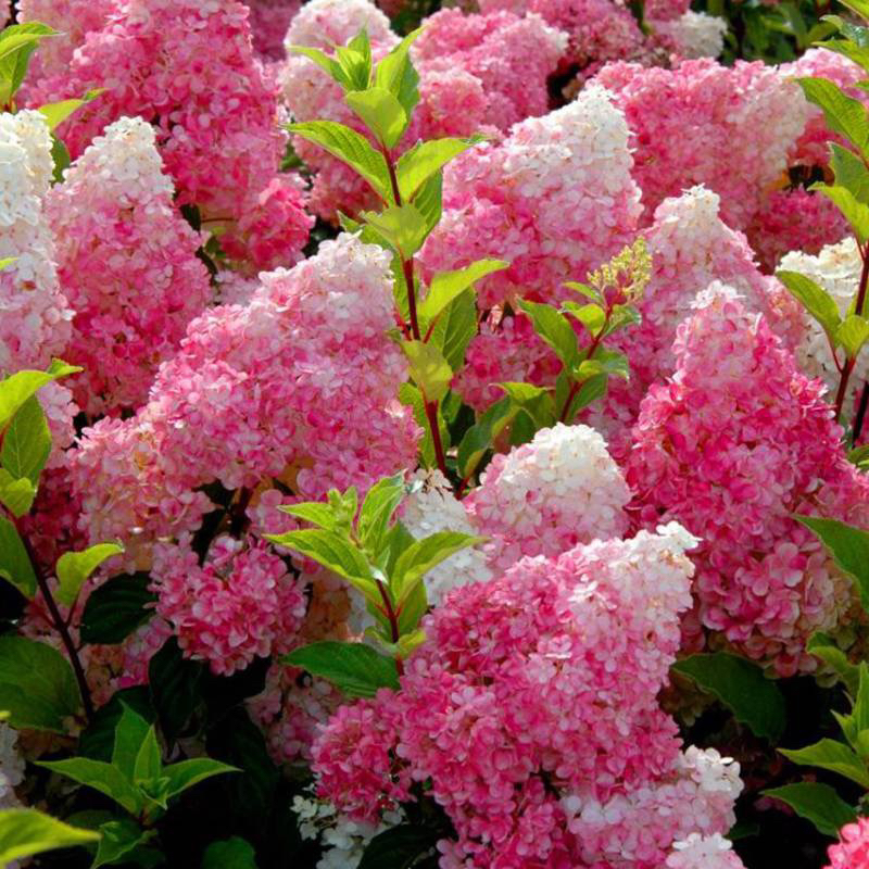 🍓Strawberry Hydrangea Flowers Seeds - 100/200Pcs JONY PARK