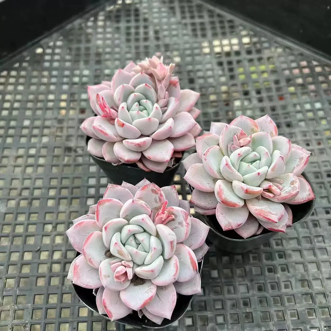 plant Aeonium Echeveria Haworthia  Caudex  Lithops Cactus  Agave 