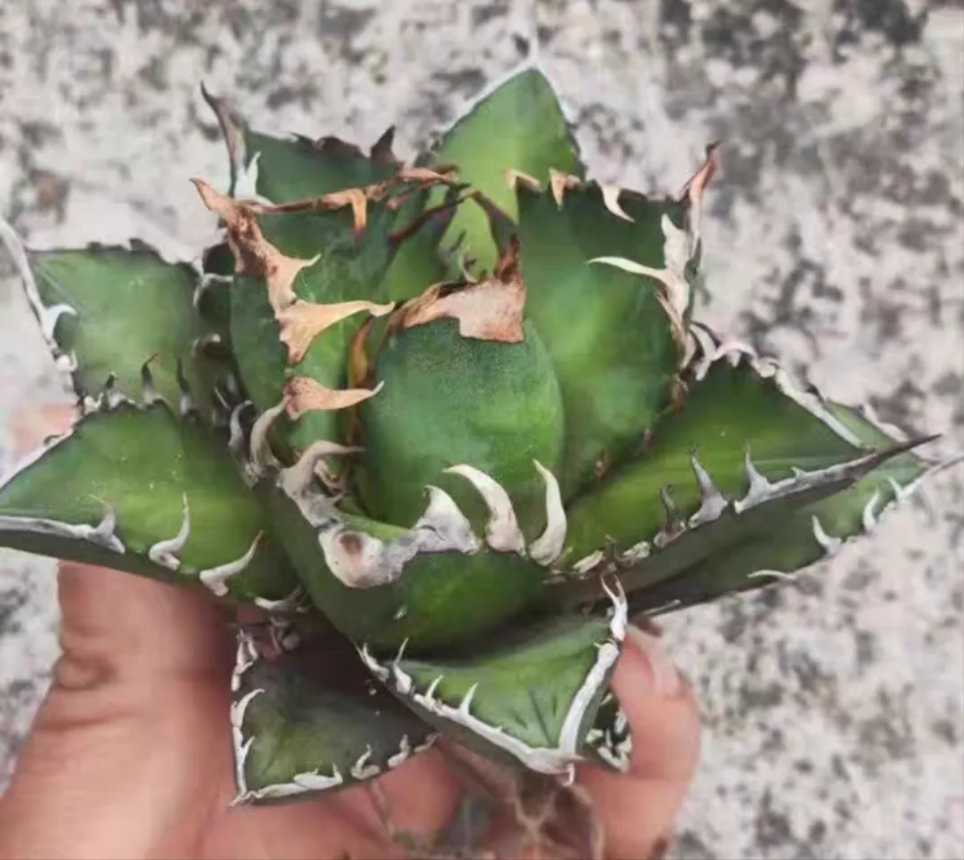 plant Aeonium Echeveria Haworthia  Caudex  Lithops Cactus  Agave 