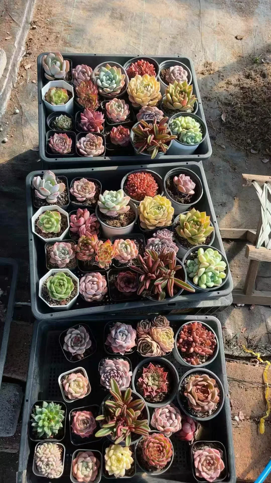 plant Aeonium Echeveria Haworthia  Caudex  Lithops Cactus  Agave 
