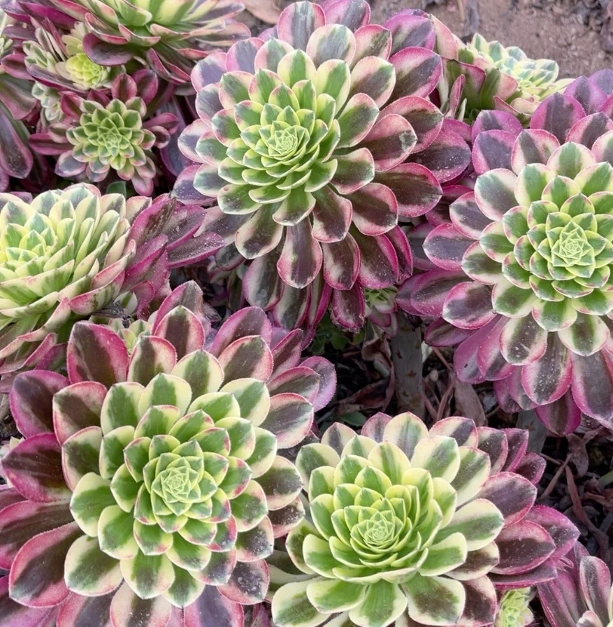 plant Aeonium Echeveria Haworthia  Caudex  Lithops Cactus  Agave 