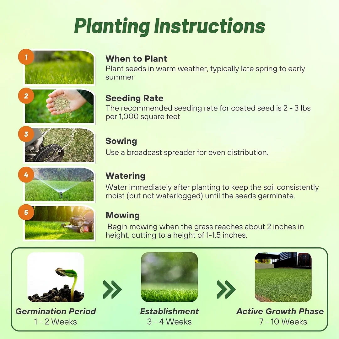 Seashore Paspalum Seed