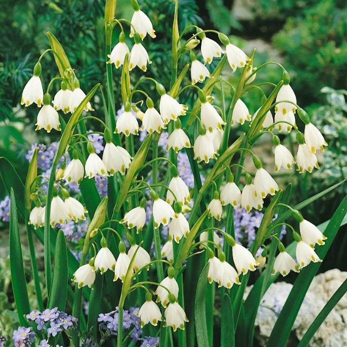 💐Snowflake（Leucojum）Seeds