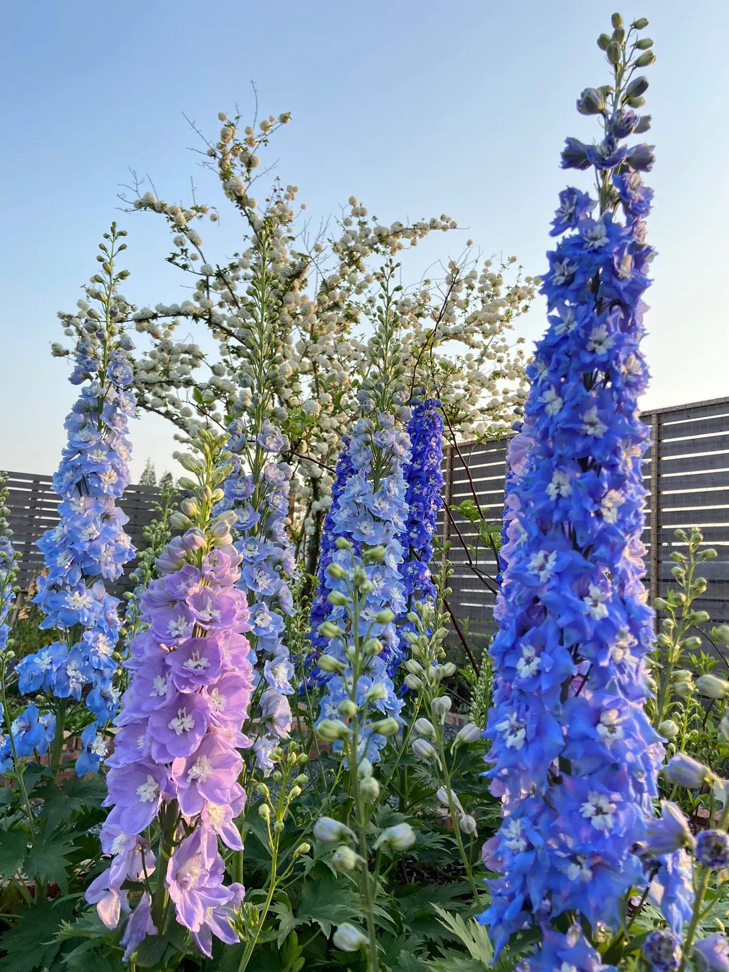 Delphinium Seeds-Mixed 7 Colors
