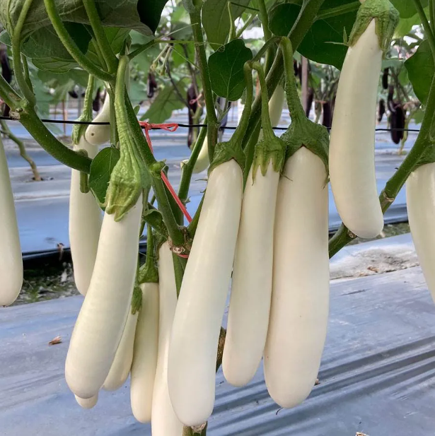 Last Day Promotion 60% OFF🍆 Creamy White Eggplant Seeds (98% Germination)⚡Buy 2 Get Free Shipping