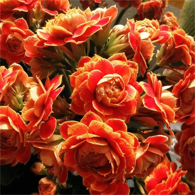 Golden Fox Longevity Flower Seeds