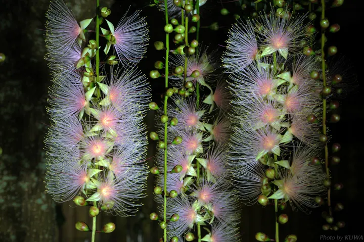 Barringtonia racemosa seeds🌸