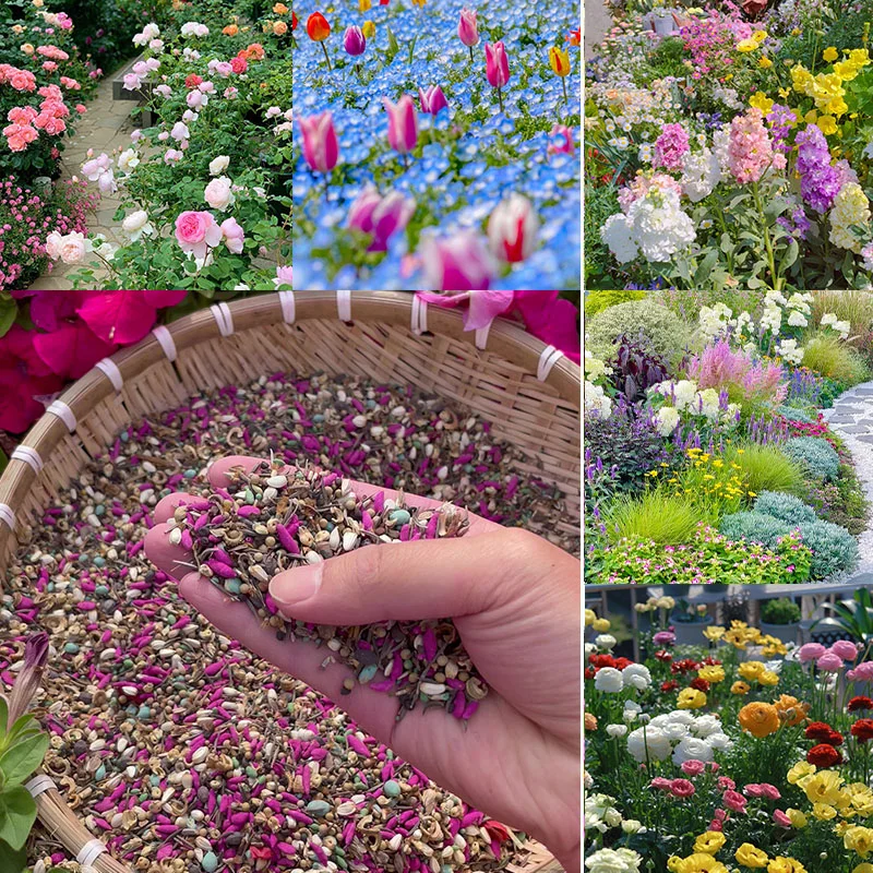 The Enchanted Garden - Over 50 Varieties Mixed Perennial Seeds