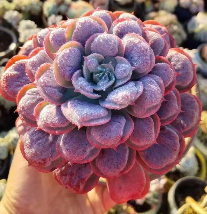 plant Aeonium Echeveria Haworthia  Caudex  Lithops Cactus  Agave 