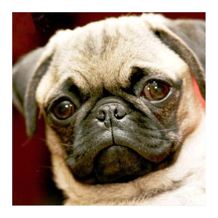 Peinture de diamant - Full Round - Chiot mignon
